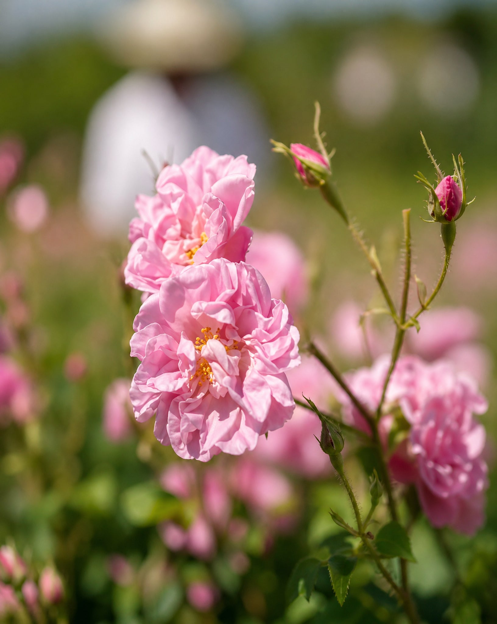 Oud Rose